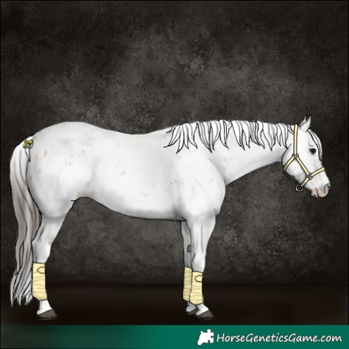 Horse Color:Bay Sabino 