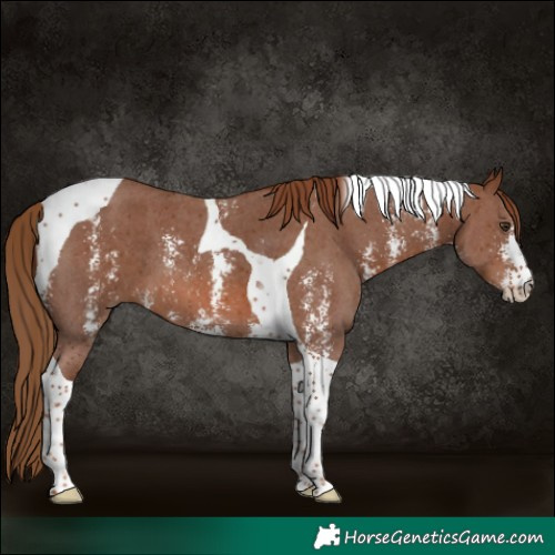 Horse Color:Chestnut Sabino Tobiano 