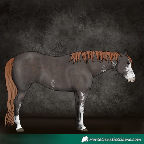 Horse Color:Liver Chestnut Sabino 