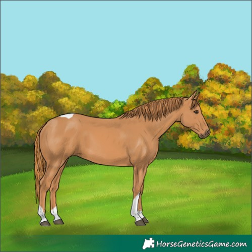 Horse Color:Chestnut Tobiano 