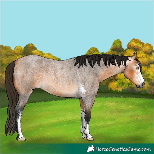 Horse Color:Gray Buckskin Roan Sabino Rabicano 