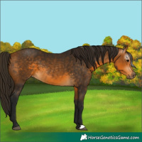 Horse Color:Gray Buckskin Appaloosa