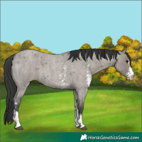 Horse Color:Grullo Roan Sabino