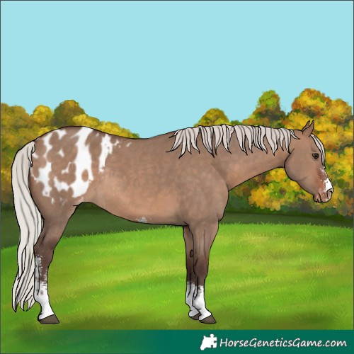 Horse Color:Silver Brown Dun Sabino Appaloosa Rabicano