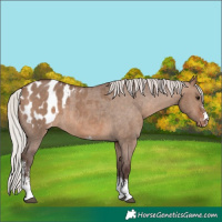 Horse Color:Silver Brown Dun Sabino Blanket Rabicano