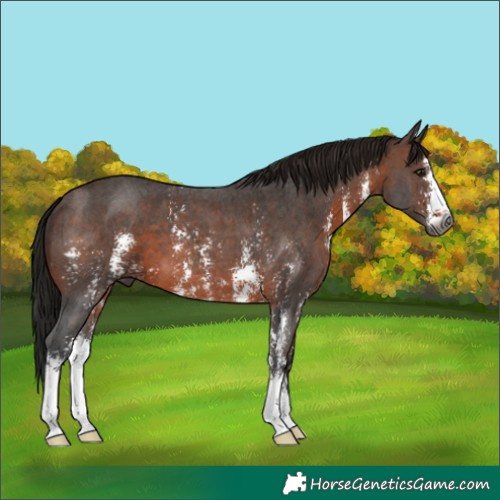 Horse Color:Gray Bay Sabino 