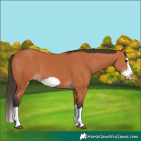 Horse Color:Bay Splash Frame  and Bay Splash Frame 