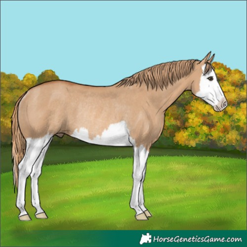 Horse Color:Red Dun Splash Rabicano
