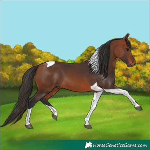 Horse Color:Bay Tobiano 