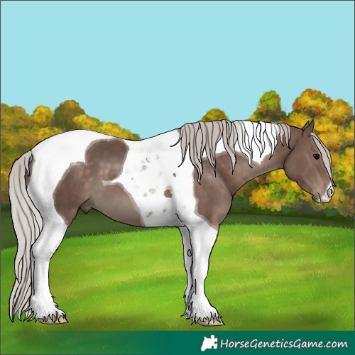 Horse Color:Silver Black Tobiano