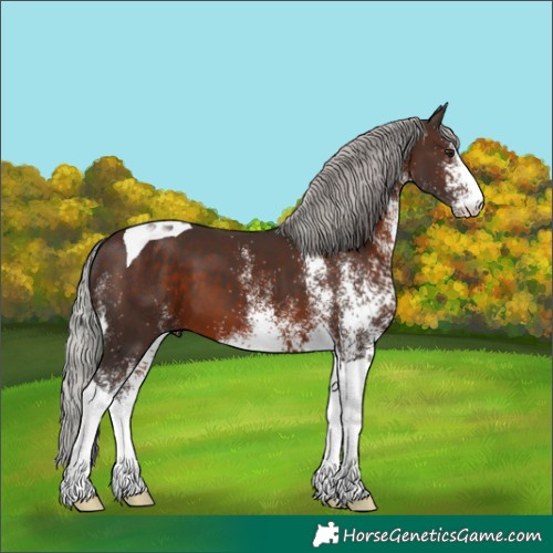 Horse Color:White Spotted Silver Brown Tobiano 
