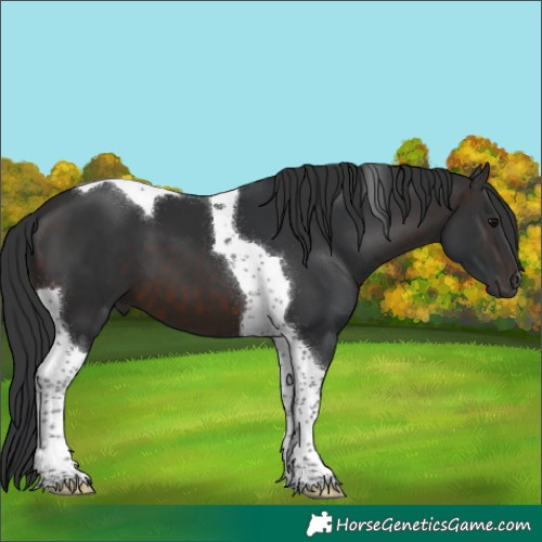 Horse Color:Brown Tobiano 
