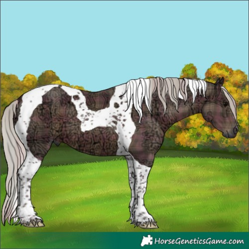 Horse Color:Plaid  Silver Black Ice Tobiano 