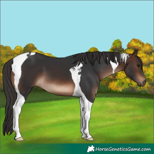 Horse Color:Brown Tobiano