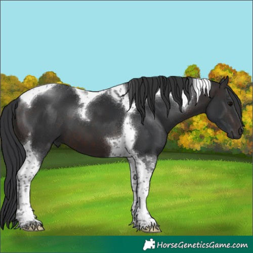 Horse Color:Brown Tobiano 
