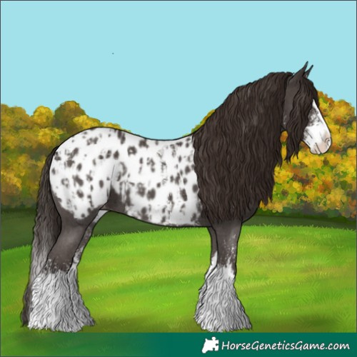 Horse Color:Liver Chestnut Sabino Splash Near Leopard  and Liver Chestnut Sabino Splash Near Leopard 
