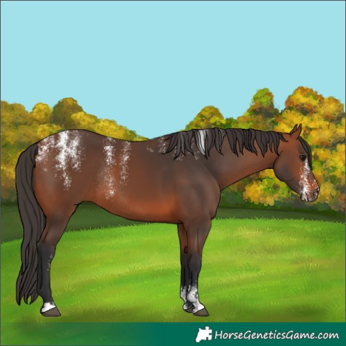 Horse Color:Powder White Bay Rabicano 