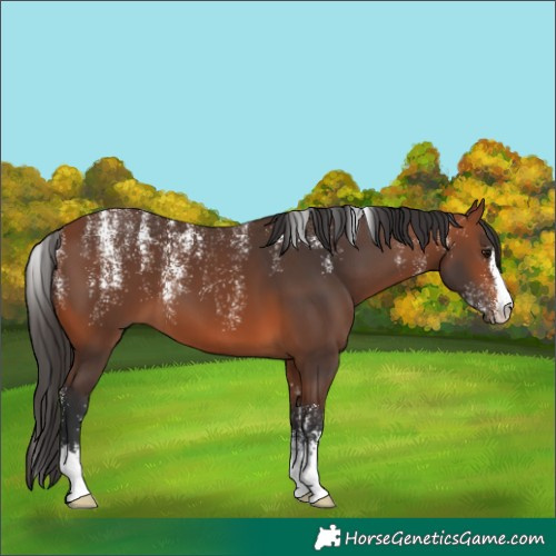Horse Color:Powder White Bay 