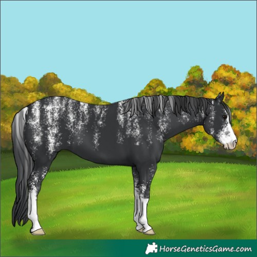 Horse Color:Powder White Black 