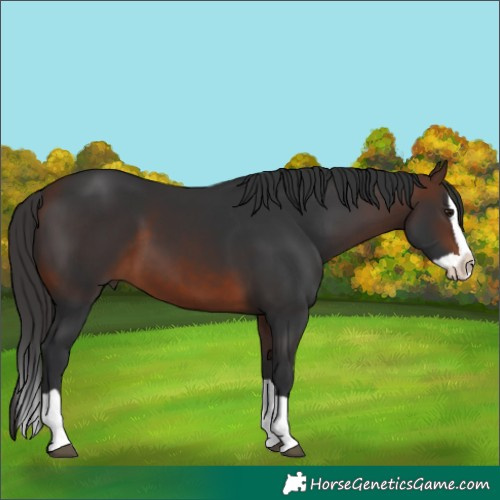 Horse Color:Brown Splash 
