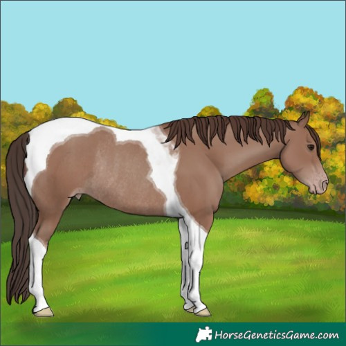 Horse Color:Classic Champagne Tobiano Rabicano