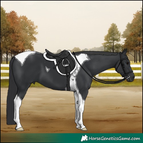 Horse Color:Black Tobiano 