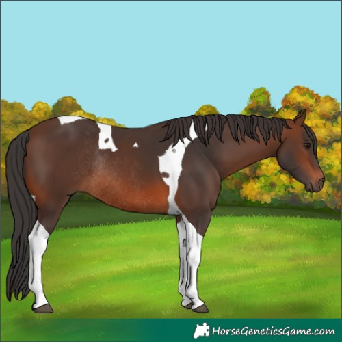 Horse Color:Brown Tobiano Rabicano
