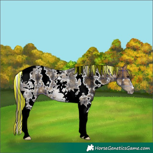 Horse Color:Painted Plaid White Spotted Buckskin Ice Tobiano