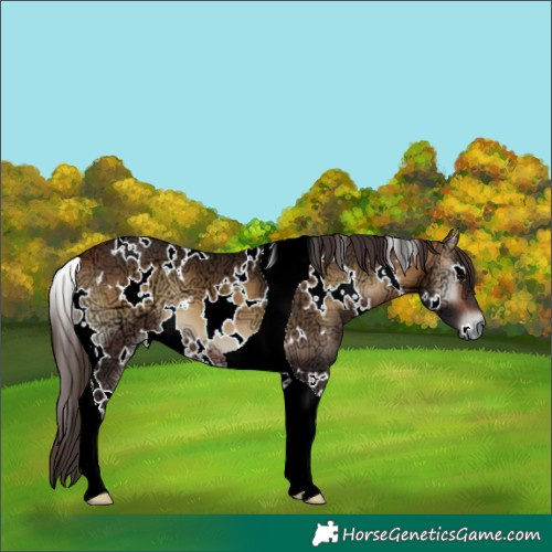 Horse Color:White Spotted Buckskin Ice Onyx Tobiano 