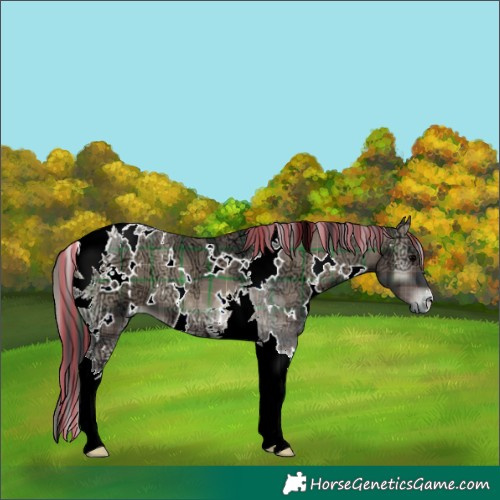 Horse Color:Painted Plaid White Spotted Blue Onyx Ice Tobiano