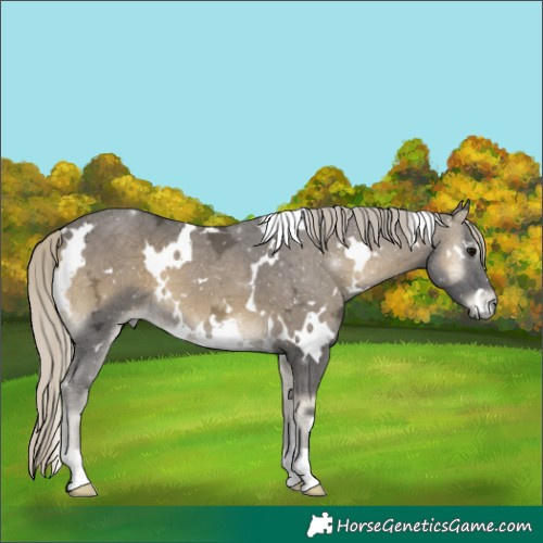 Horse Color:White Spotted Silver Smoky Blue Onyx Ice