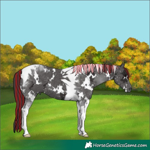 Horse Color:Painted White Spotted Smoky Black Ice Tobiano