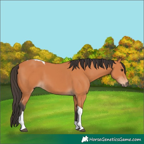 Horse Color:Bay Tobiano