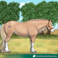 Horse Color:Gold Champagne Splash 