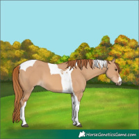 Horse Color:Red Dun Tobiano
