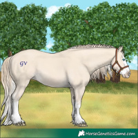 Horse Color:Cremello Splash and Perlino Splash