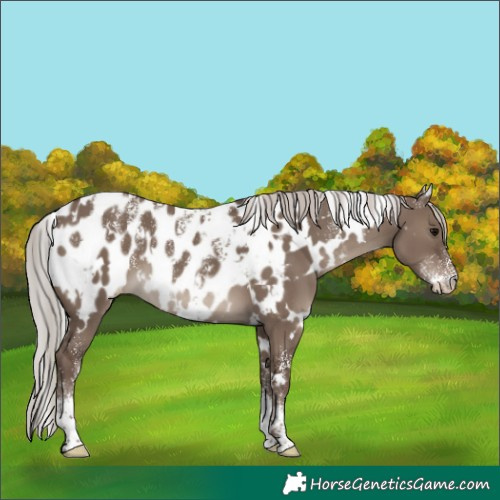 Horse Color:Powder White White Spotted Silver Grullo Appaloosa 
