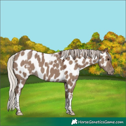 Horse Color:Powder White Silver Grullo Tobiano Appaloosa Rabicano