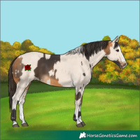 Horse Color:Buckskin and Cremello Splash