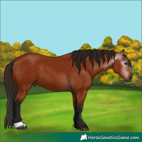 Horse Color:Gray Bay 