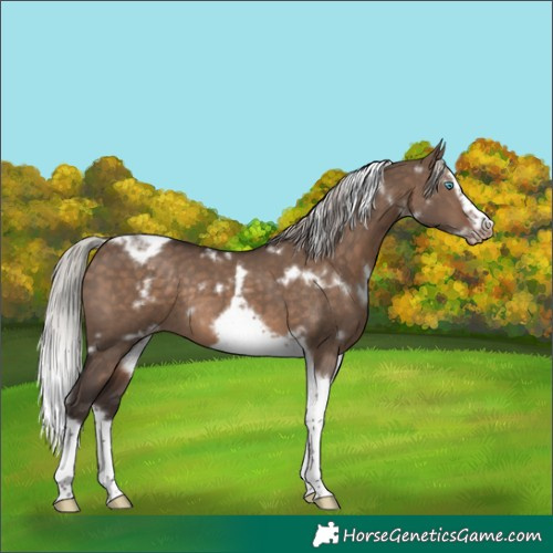 Horse Color:White Spotted Silver Brown Dun Splash Tobiano Frame Blanket Rabicano