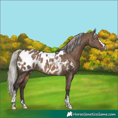 Horse Color:Silver Brown Dun Splash Tobiano Appaloosa Rabicano 