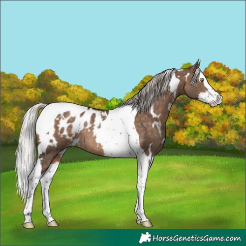 Horse Color:White Spotted Silver Brown Dun Splash Tobiano Appaloosa Rabicano 