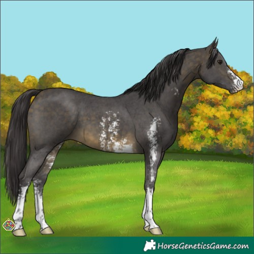 Horse Color:Buckskin Sabino