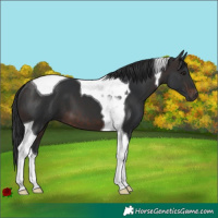 Horse Color:Brown Tobiano 
