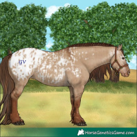 Horse Color:Red Dun Appaloosa  and Gray Red Dun Appaloosa 