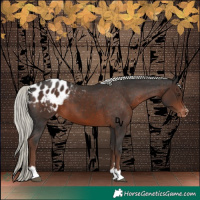 Horse Color:Liver Chestnut Mushroom Appaloosa