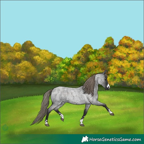 Horse Color:Liver Red Roan Mushroom