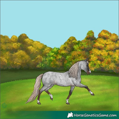 Horse Color:Liver Red Roan Mushroom