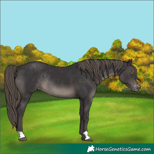Horse Color:Smoky Black Mushroom Varnish Rabicano